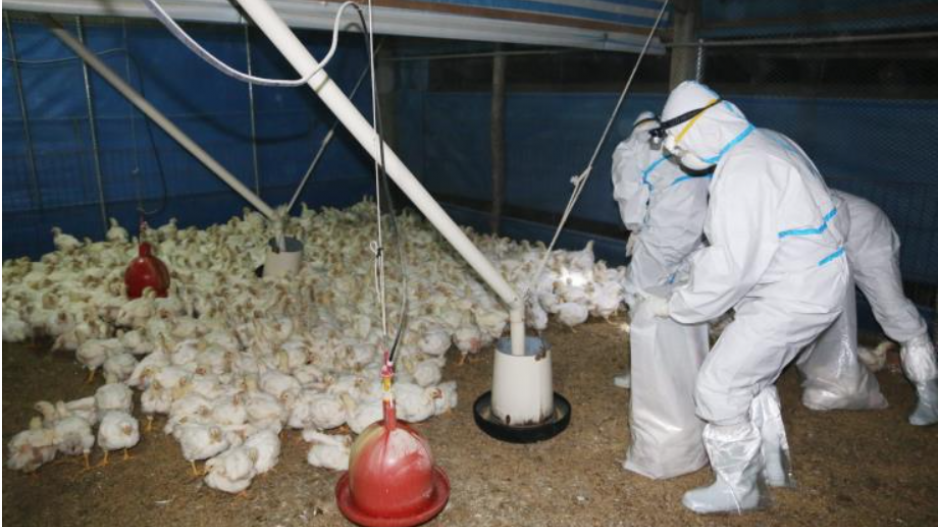 Καταγράφηκε το 1ο περιστατικό παγκοσμίως μόλυνσης ανθρώπου με τη γρίπη πτηνών