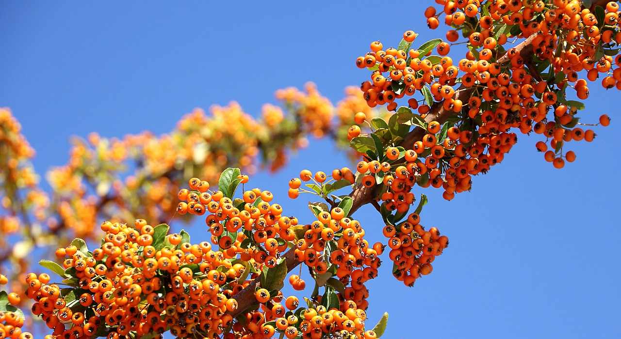 Sea buckthorn and its benefits