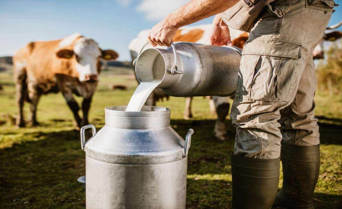 1η Γιορτή Κυπριακής Αγελάδας