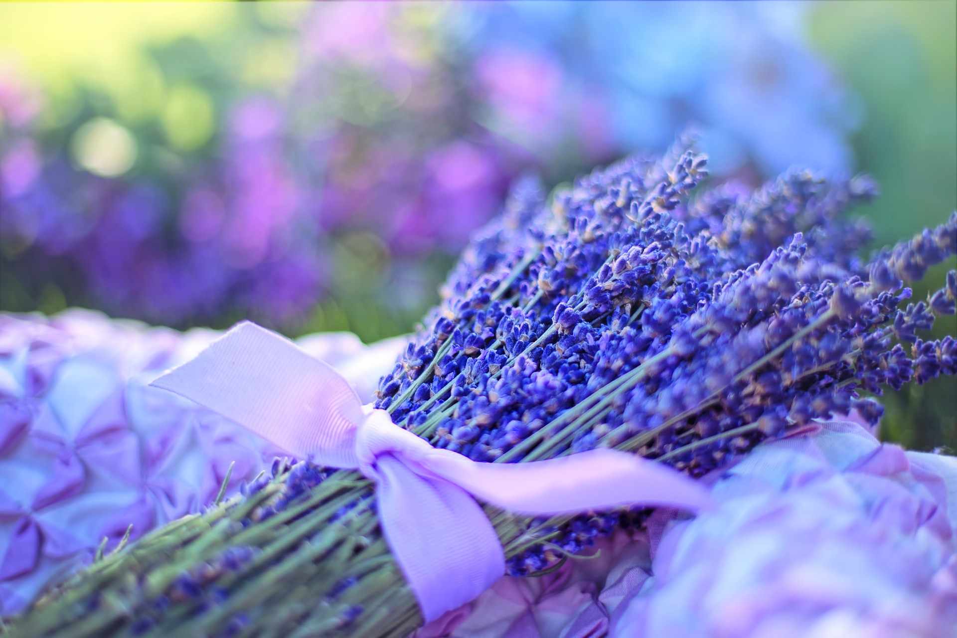 3rd International Lavender Festival in Platres  