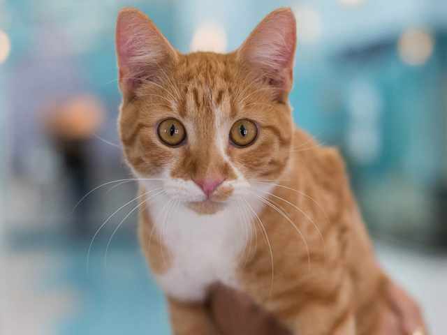 Παγκύπριο Σχέδιο Στειρώσεων Αδέσποτων Γάτων