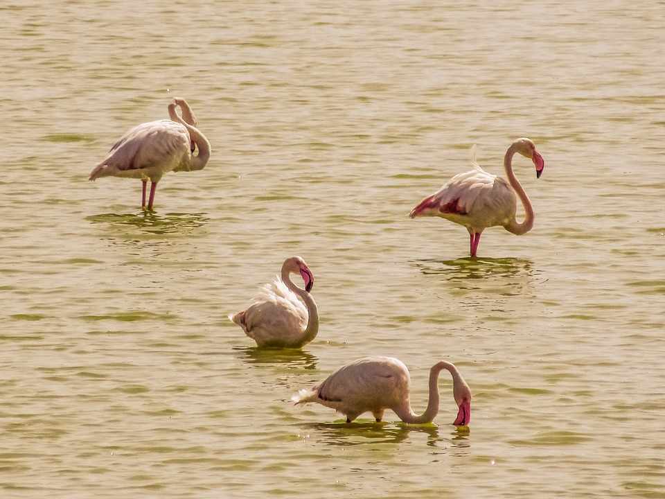 Λίμνη Ορόκλινης...μια όαση για κάθε πετούμενο