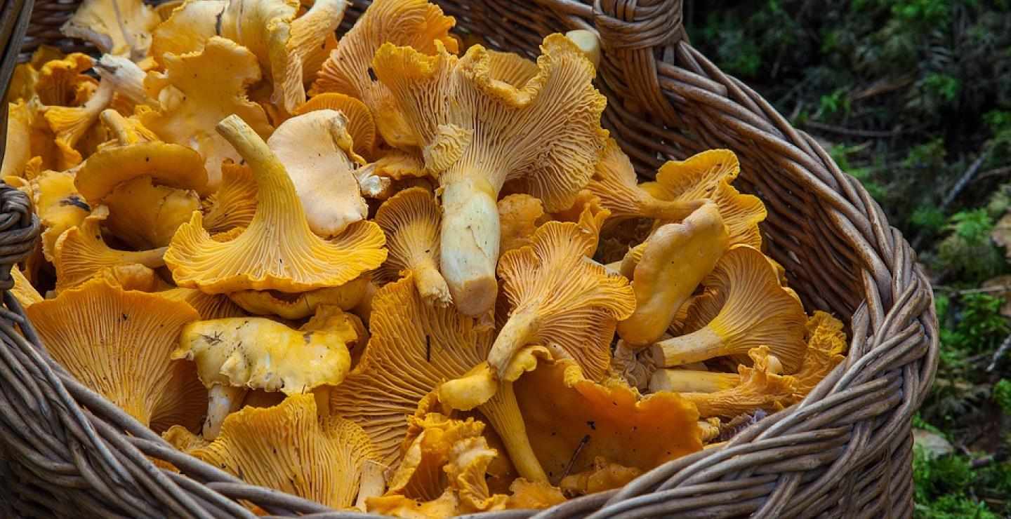 Μανιταρόφιλοι σε Σπήλια τον Νοέμβριο