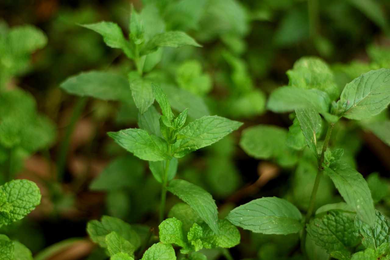 The aromatic mint