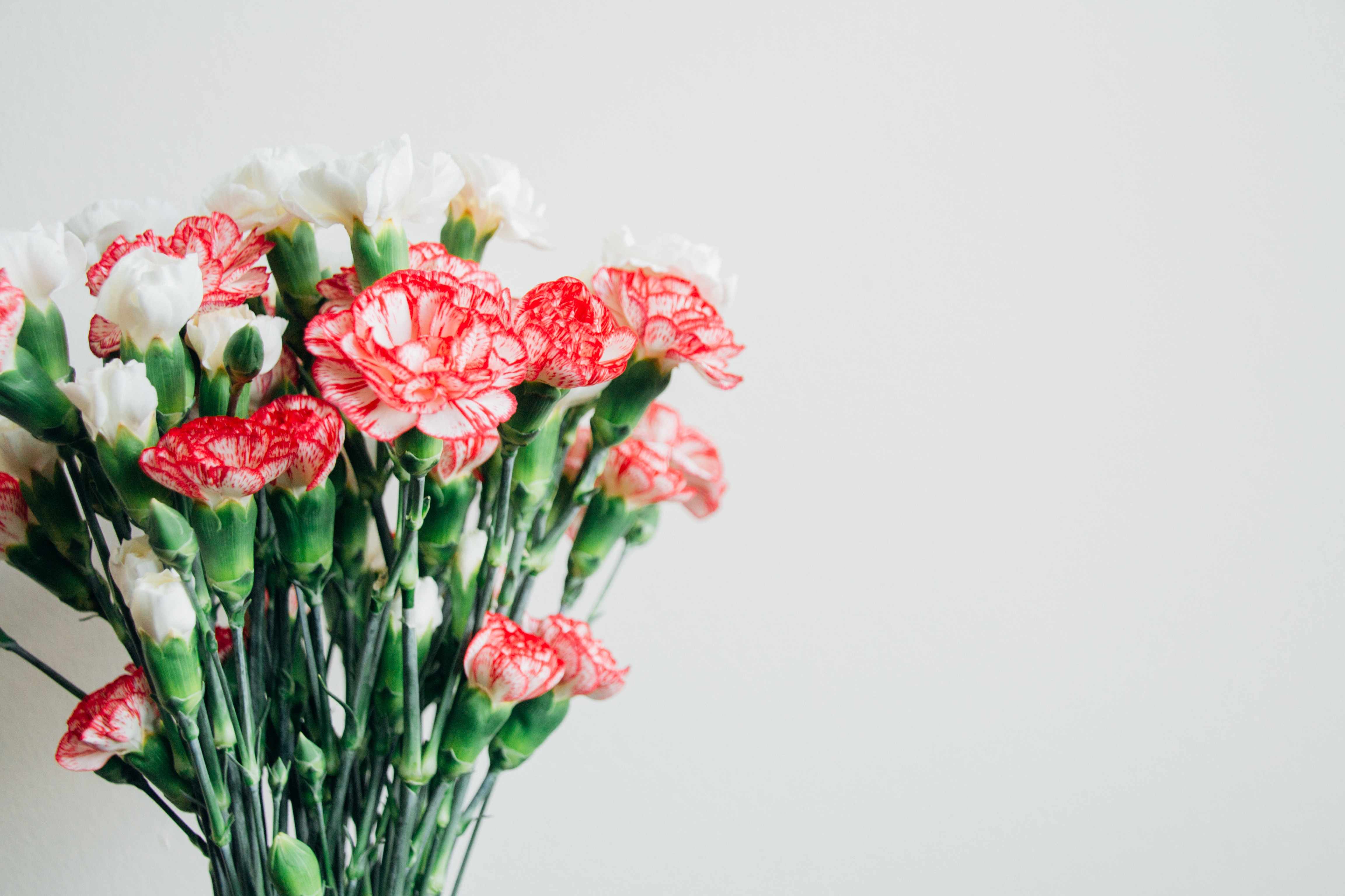 Different Types of Flowers in Cyprus