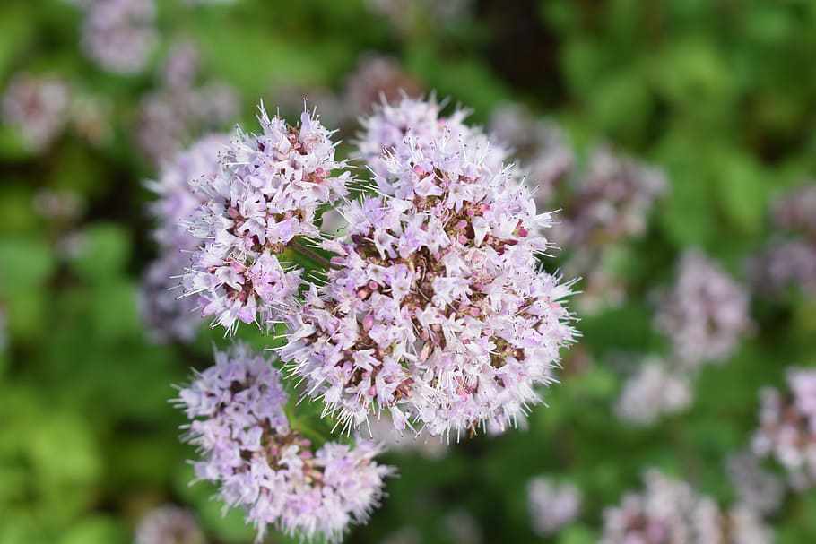 Oregano essential oil in our lives