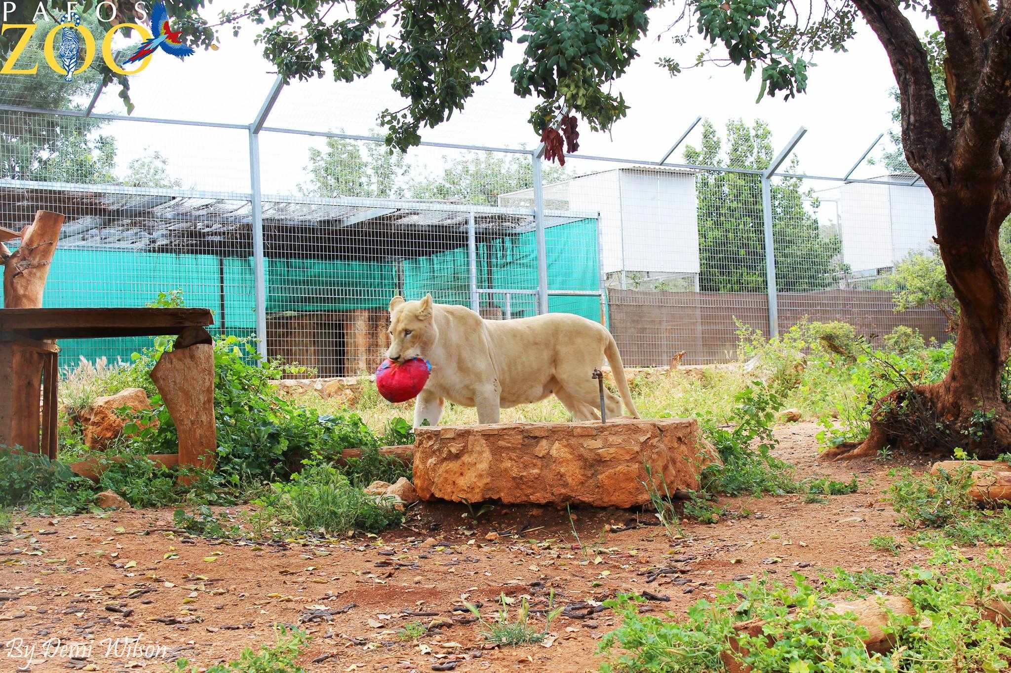 Pafos Zoo 