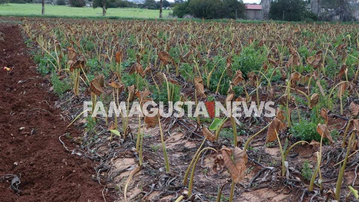 Σε απόγνωση οι γεωργοί εξαιτίας παγετού (ΒΙΝΤΕΟ)