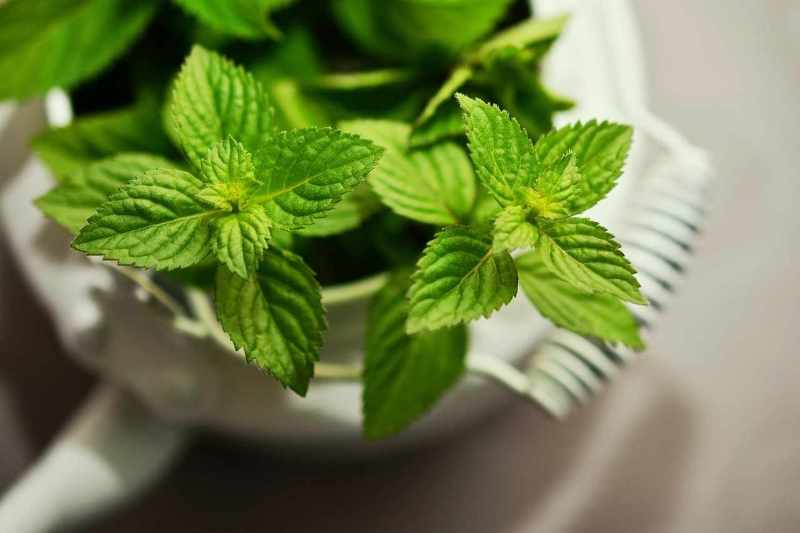 Τα είδη δυόσμου (Mentha) της Κύπρου