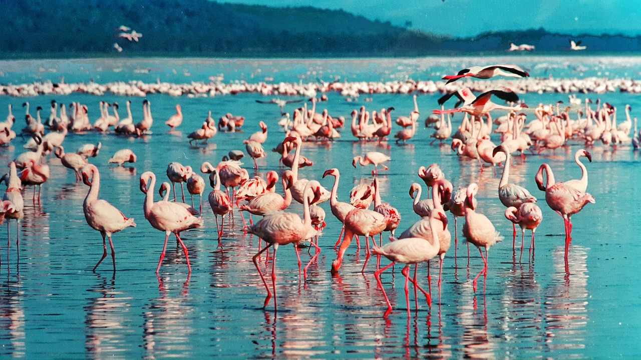 Άφιξη φλαμίνγκο στην Ορόκλινη  (ΒΙΝΤΕΟ)