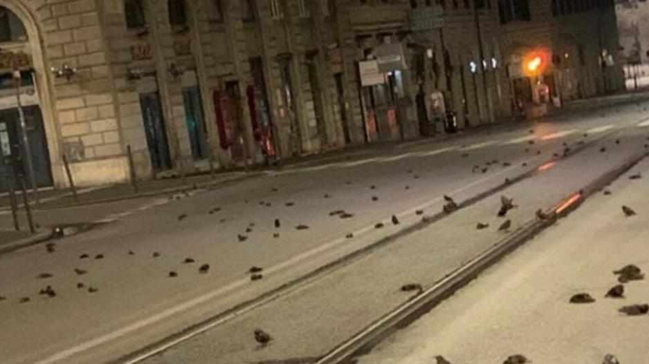 Εκατοντάδες πουλιά νεκρά
