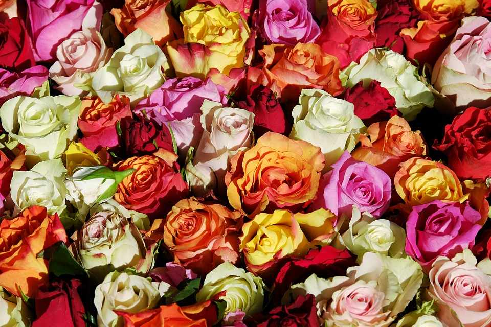 "Forever Roses - Τριαντάφυλλα για Πάντα"-