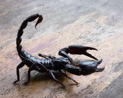 Scorpio = million-dollar gold