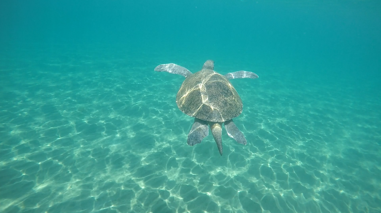 Οι μεγάλες θαλάσσιες χελώνες στην Κύπρο!
