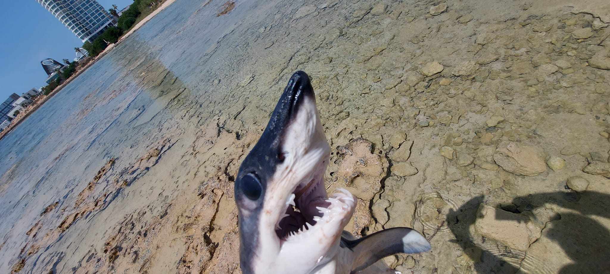 A shark was found on the beach of Ayia Napa!