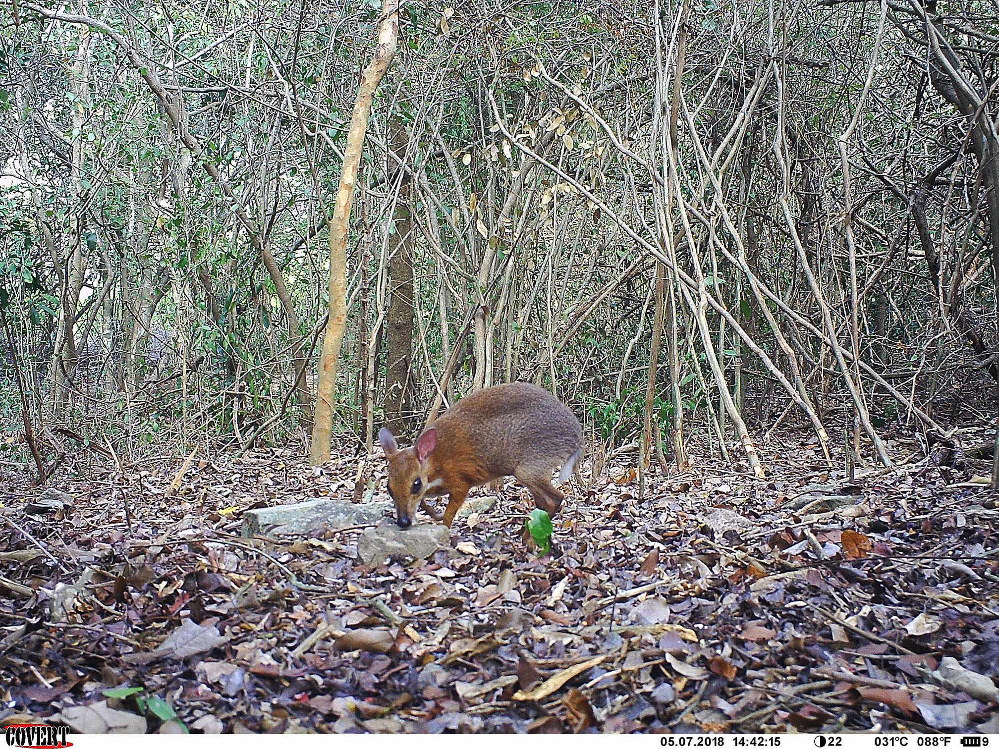 Επιστήμονες ανακάλυψαν σπάνιο είδος ζώου
