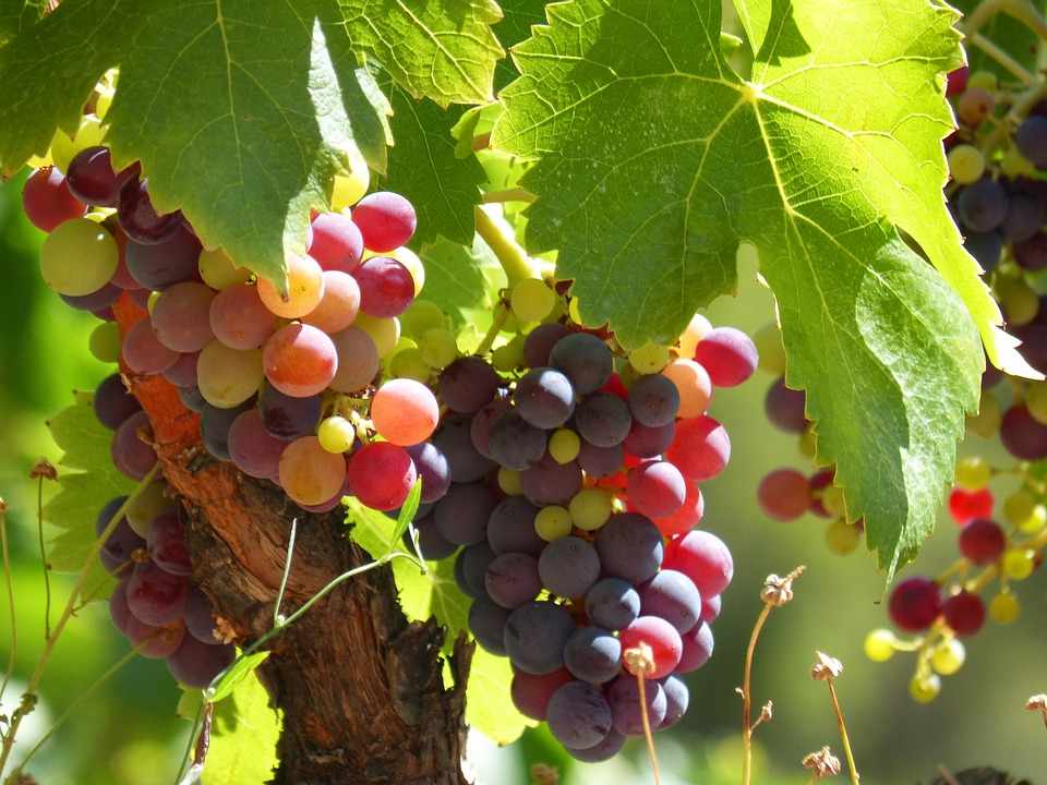 2-ой Фестиваль урожая винограда деревни Панайя