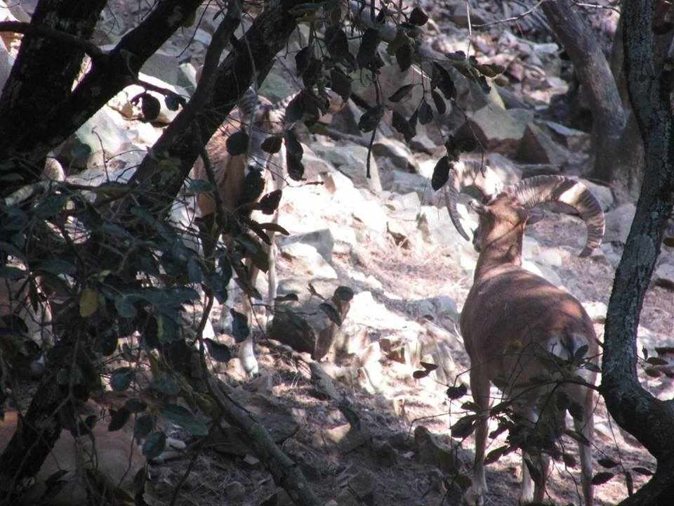 Ο Σταυρός της Ψώκας και τα Αγρινά της Κύπρου