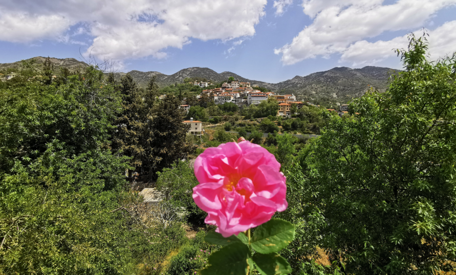 Ο Αγρός μοσχοβολά τριαντάφυλλο