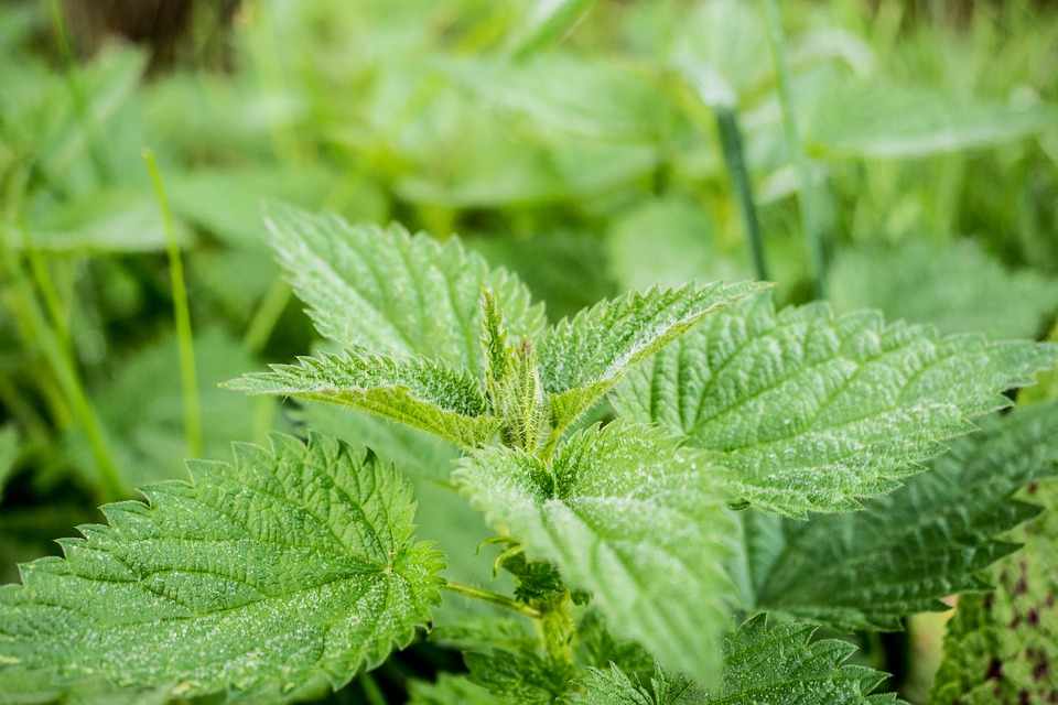 Stinging Nettle Herb Benefits. Learning about herbs.