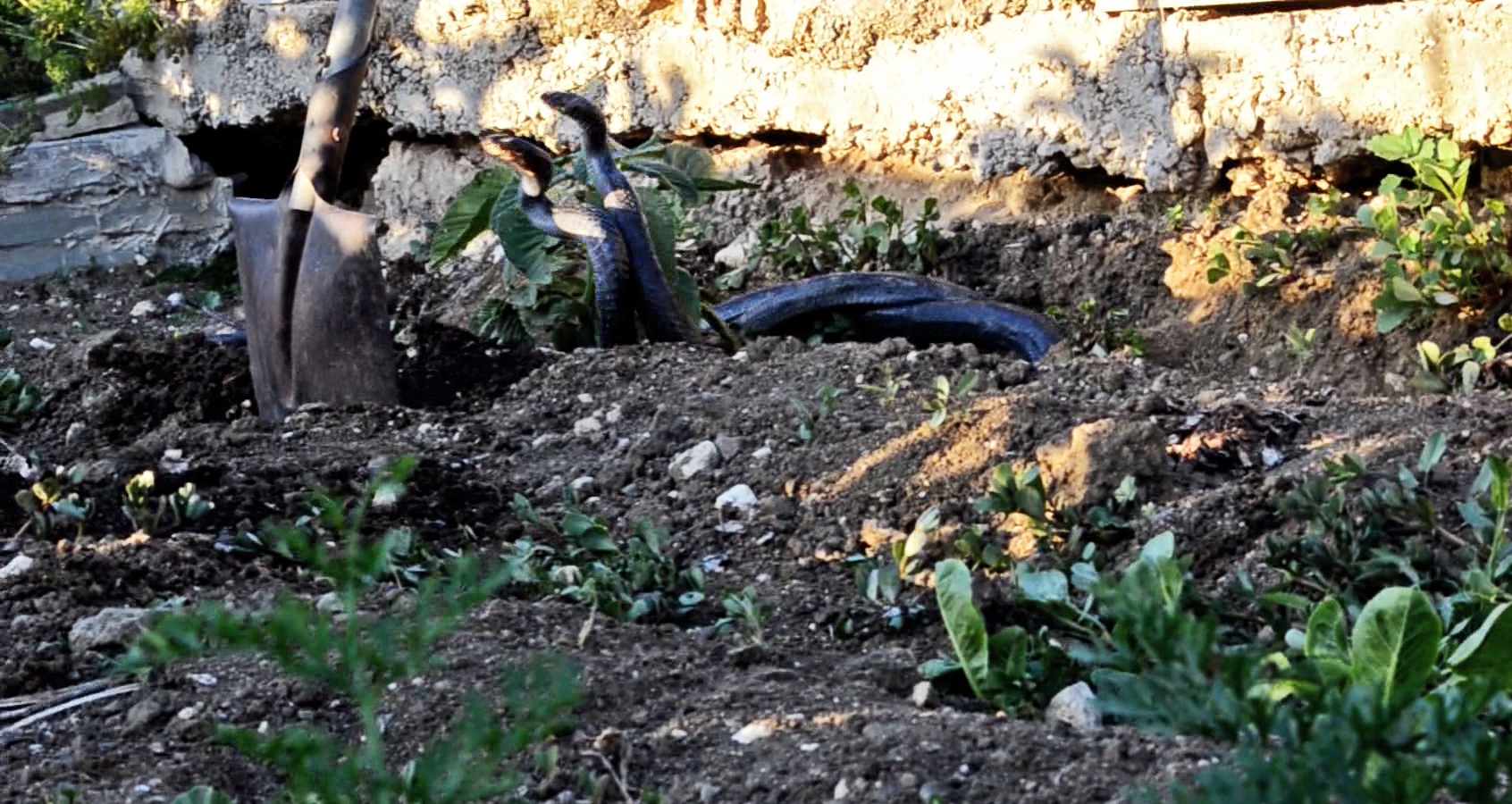 The Cyprus Black Whip Snake