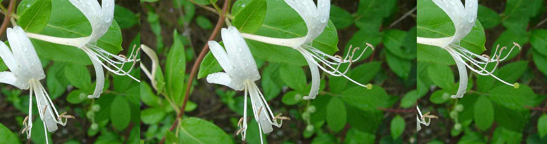 Το αγιόκλημα