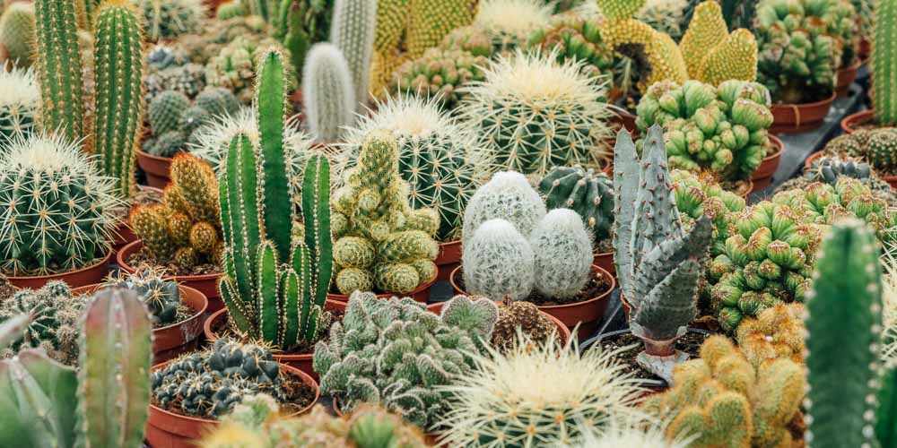 17η Έκθεση Κάκτων και Παχυφύτων