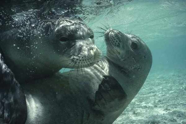 Seal in Cyprus?