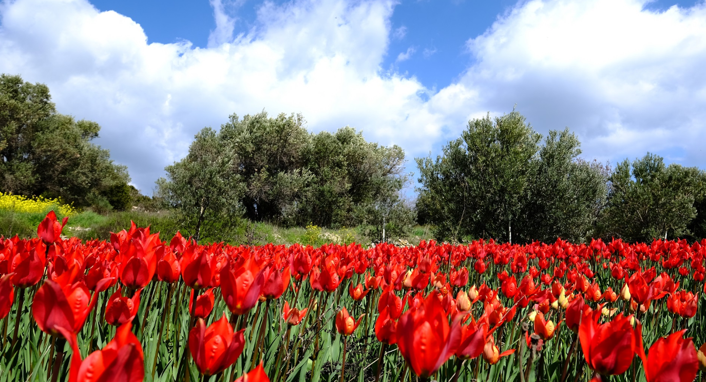 Άγρια Τουλίπα στο Πολέμι