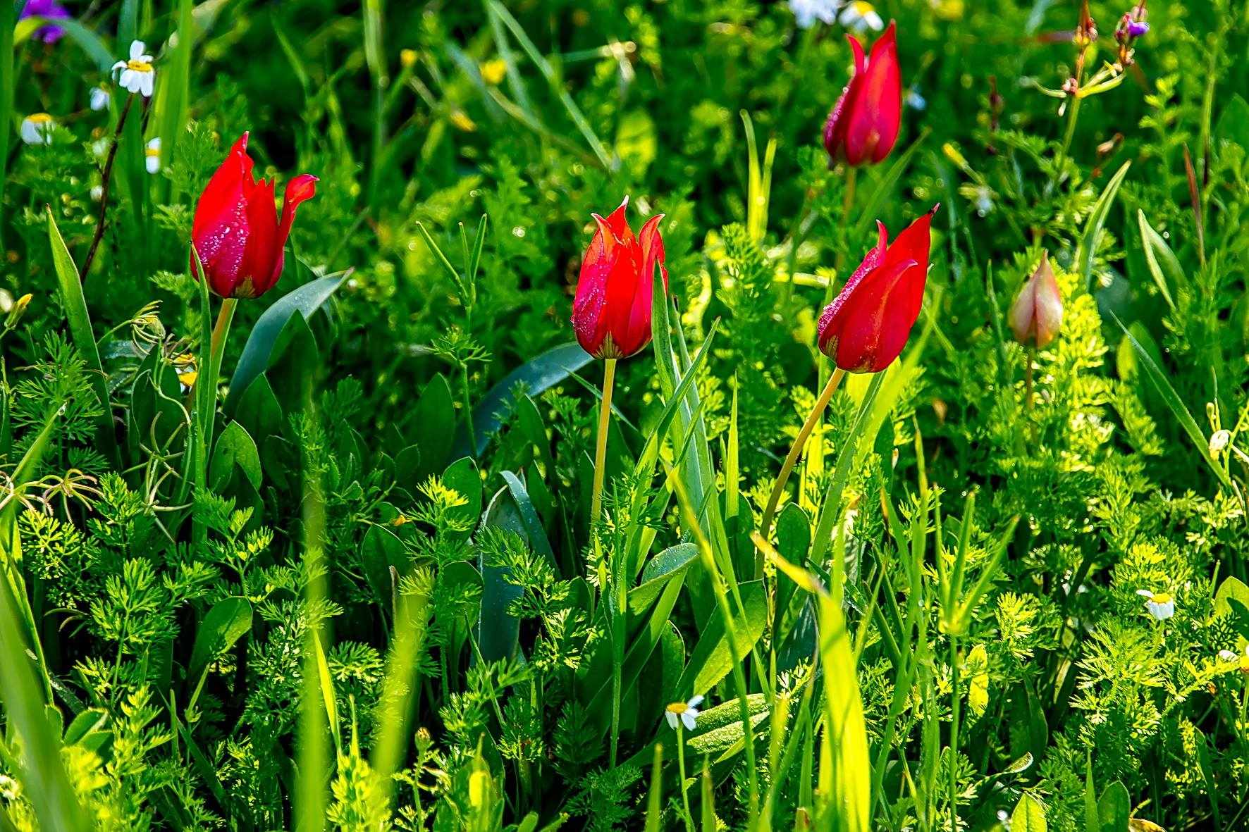 The Polemi village of Pafos is preparing for "The Annual Festival of the Wild Tulip 2018"...