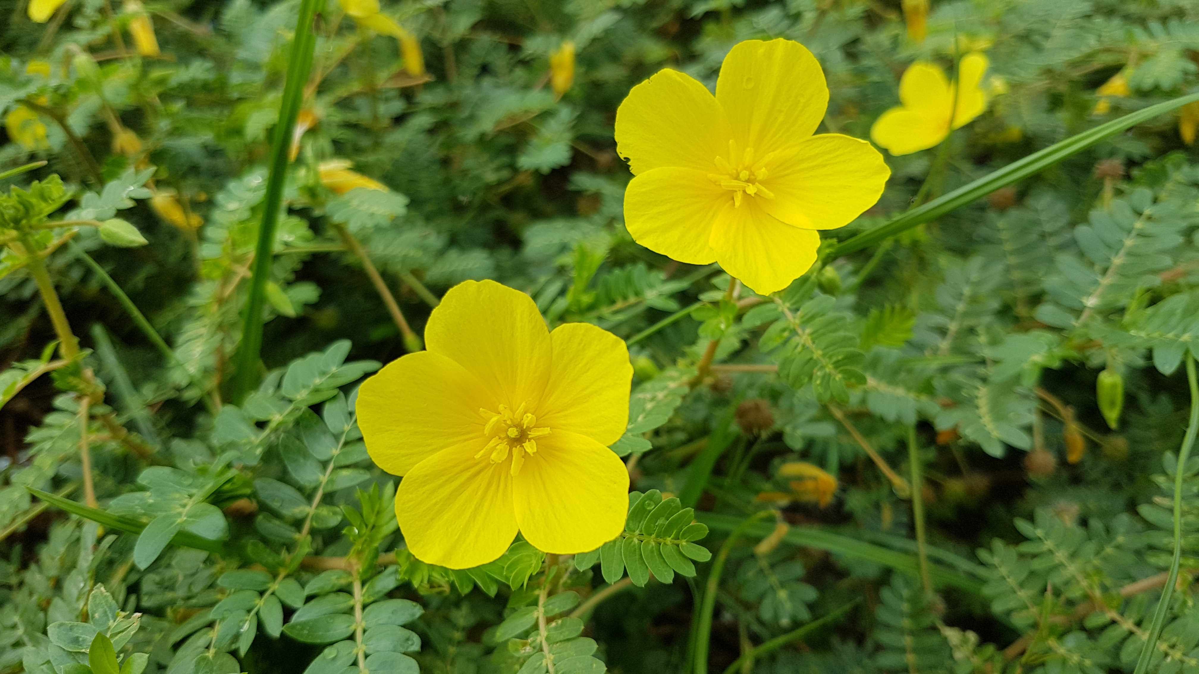 Tribulus, the thorn we all know