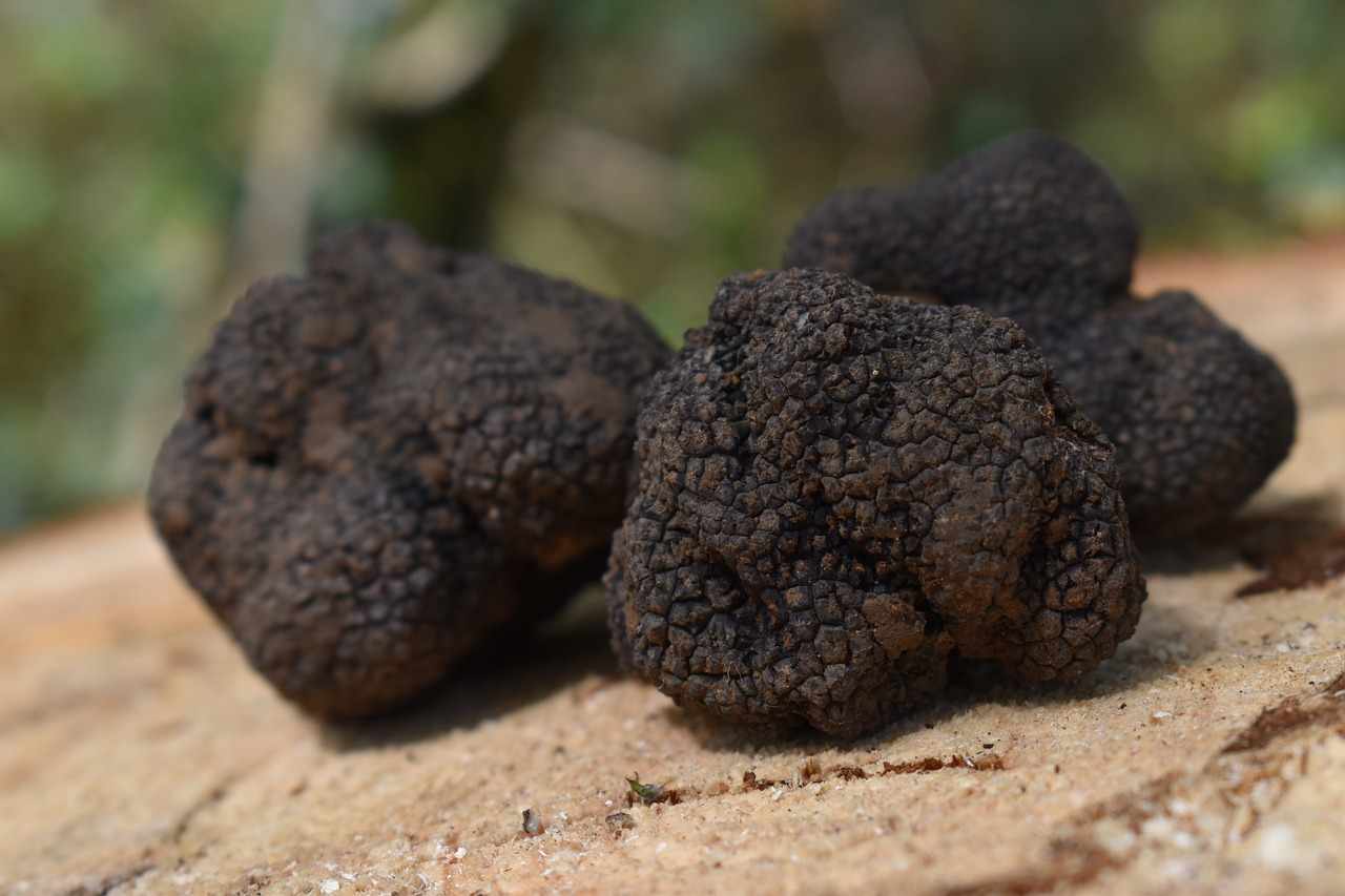 The black truffle