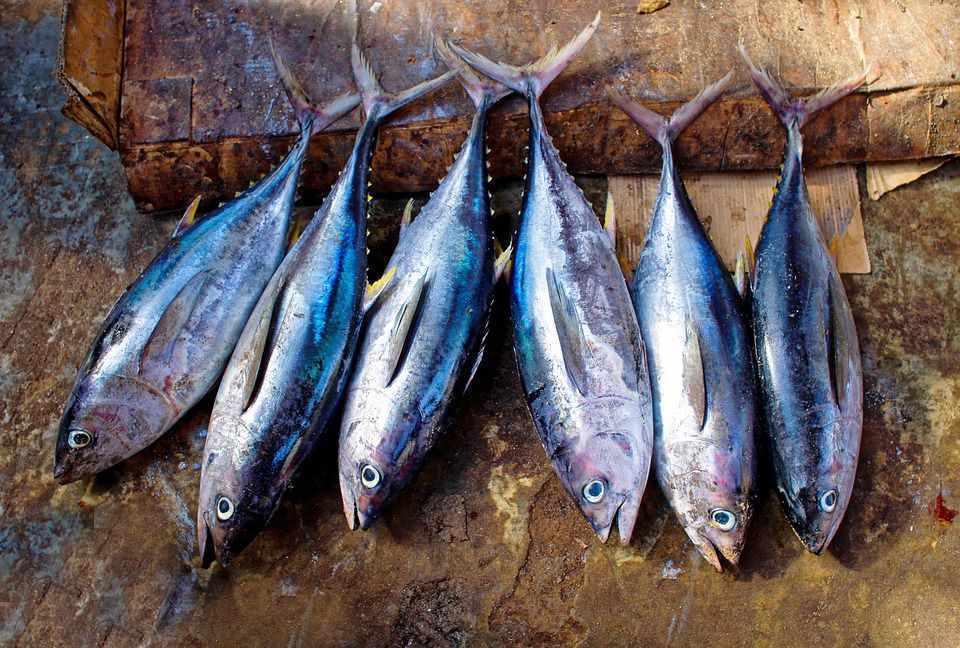 Angling for Alalunga - Albacore Tuna in Cyprus