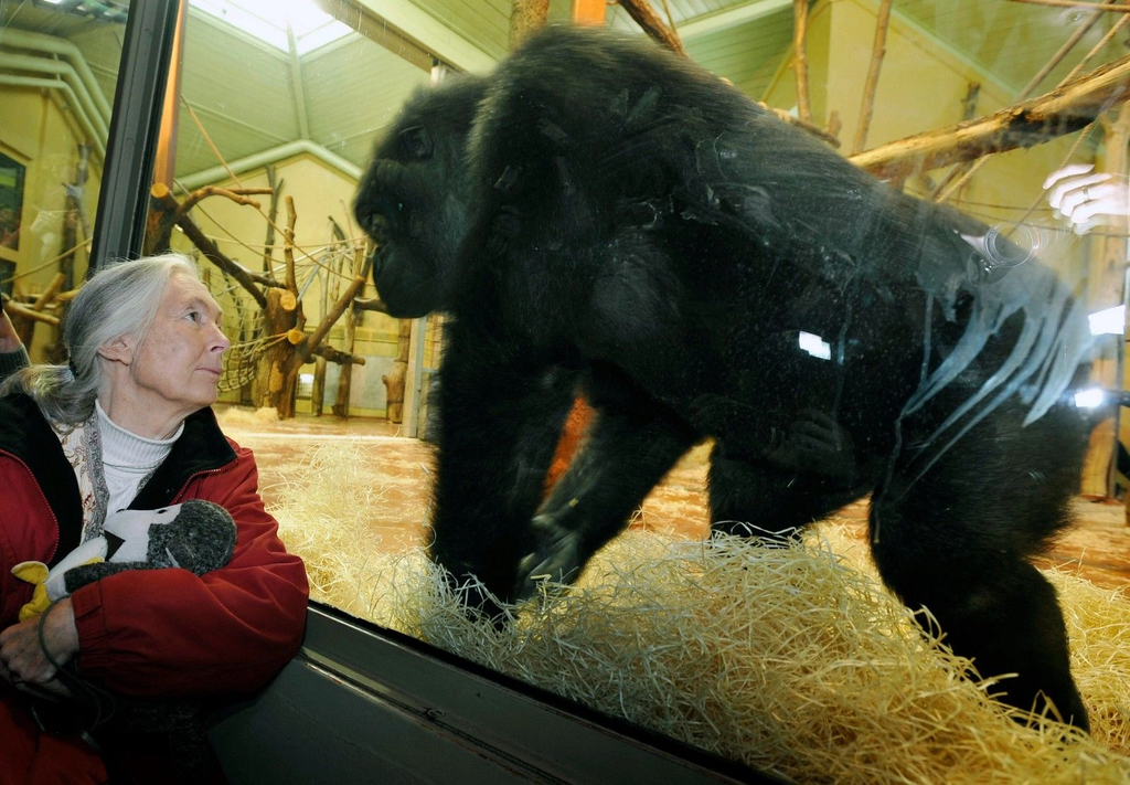 Έφυγε από τη ζωή  η θρυλική πρωτευοντολόγος Jane Goodall
