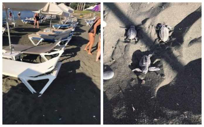 κρεβατάκια πάνω σε φωλιές χελωνών στην Ακτή Κυβερνήτη