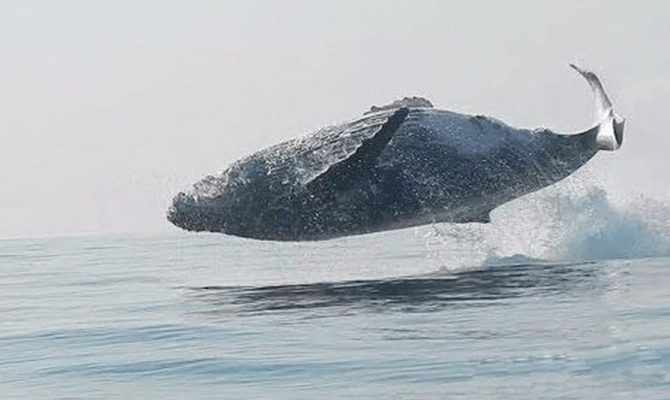 Гигантский кит выпрыгивает из воды, как дельфин