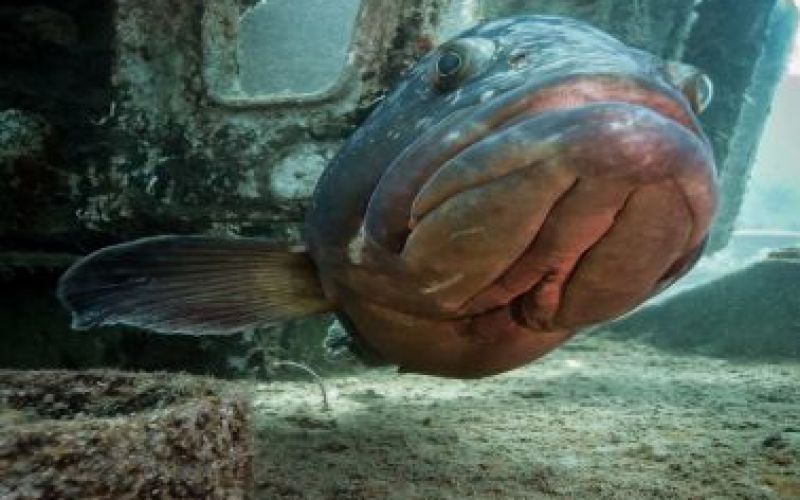 Constandis wreck dive