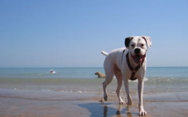 Παραλίες για σκύλους στην Κύπρο