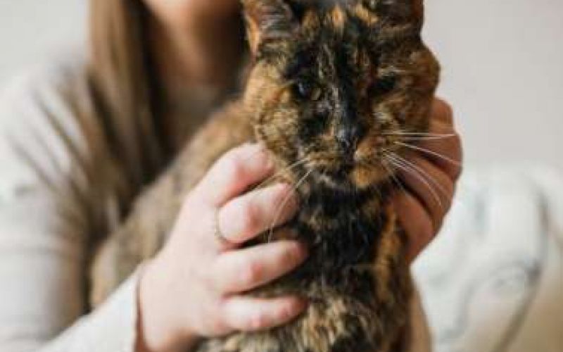 Η Flossie είναι η γηραιότερη γάτα στον κόσμο και μπήκε στο βιβλίο Γκίνες