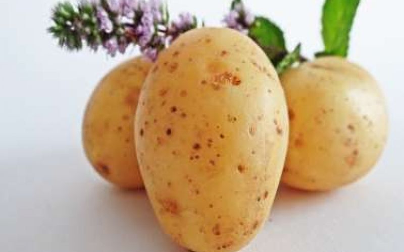 Xylophagou International Potato Festival 2019