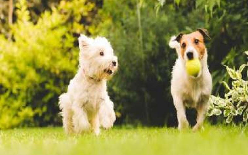 Ο Δήμος Λεμεσού αποκτά το πρώτο πάρκο για σκύλους!
