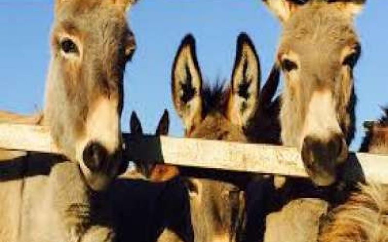 H «Golden Donkey Farm» στη Σκαρίνου γιορτάζει τα 4 χρόνια λειτουργίας της..
