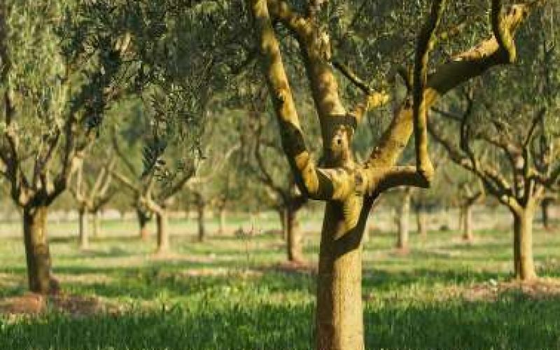 «Φεστιβάλ Αιωνόβιας Ελιάς» στις Αγγλισίδες