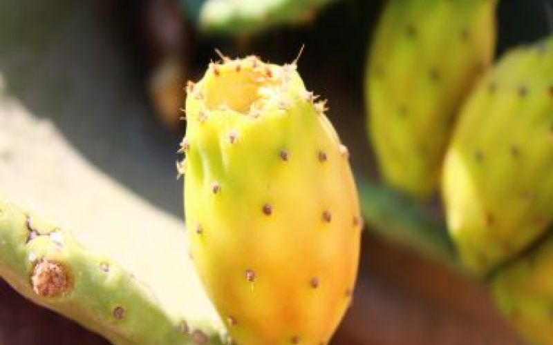 Prickly Pear