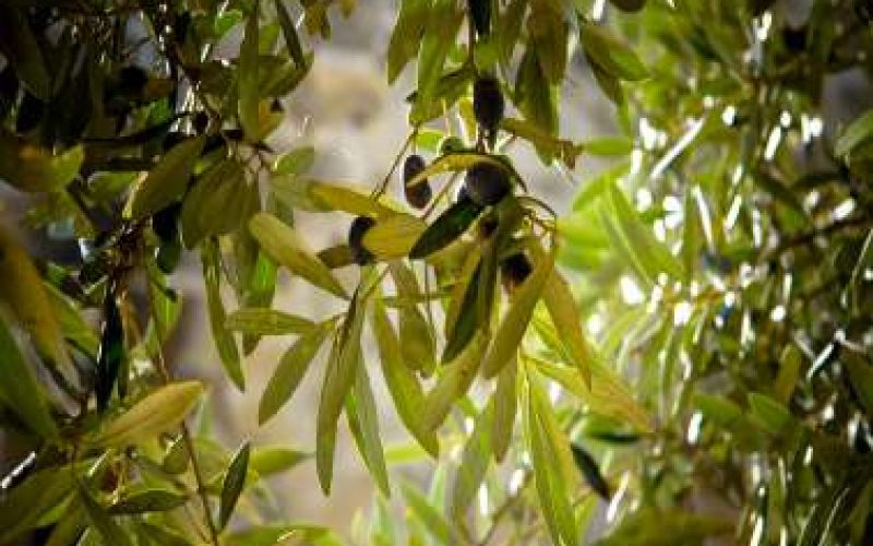 Έφθασε το Φεστιβάλ Αιωνόβιας Ελιάς στις Αγγλισίδες