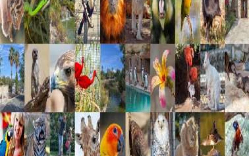 Pafos Zoo 