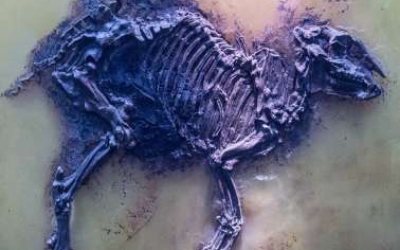 Palaeontology Museum Pierides-Tornaritis