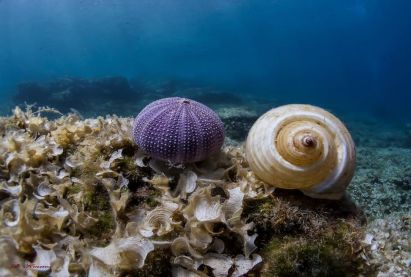 Marine Life in Cyprus