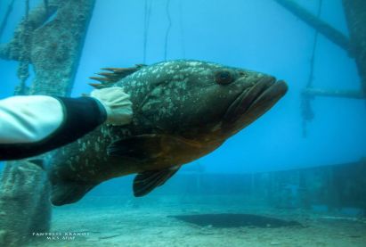 Constandis wreck dive