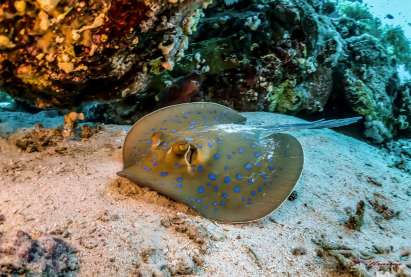 Ημέρα κατάδυσης: Women PADI 2017